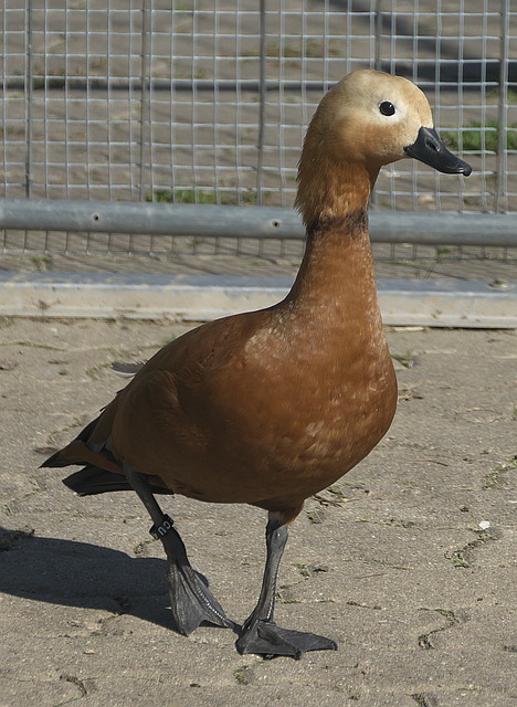 库里